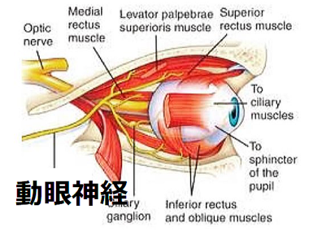 動眼神経